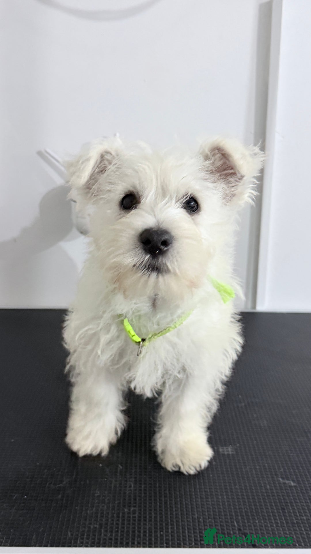 West Highland Terrier dogs for sale: West Highland Terrier - KC registered  - Image 5