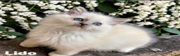 Ragdoll cats for sale: Stunning fluffy blue-point ragdoll female kittens  - Advert 9