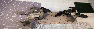 Staffordshire Bull Terrier Puppy 8
