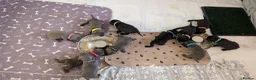Staffordshire Bull Terrier dogs for sale: *REDUCED* Registered Staffordshire Bull Terrier  - Advert 19