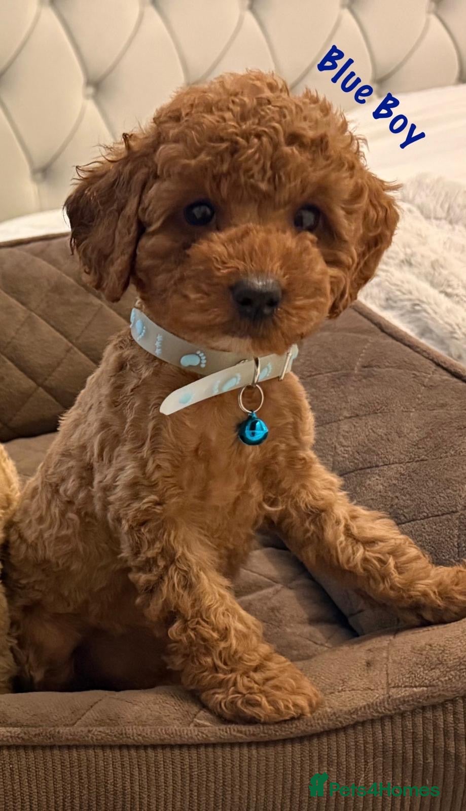 Toy Poodle dogs Gorgeous Tiny Toy Poodle puppies  - Advert 3