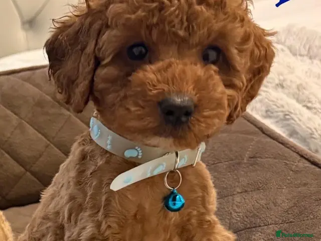 Toy Poodle dogs Gorgeous Tiny Toy Poodle puppies - Advert 8