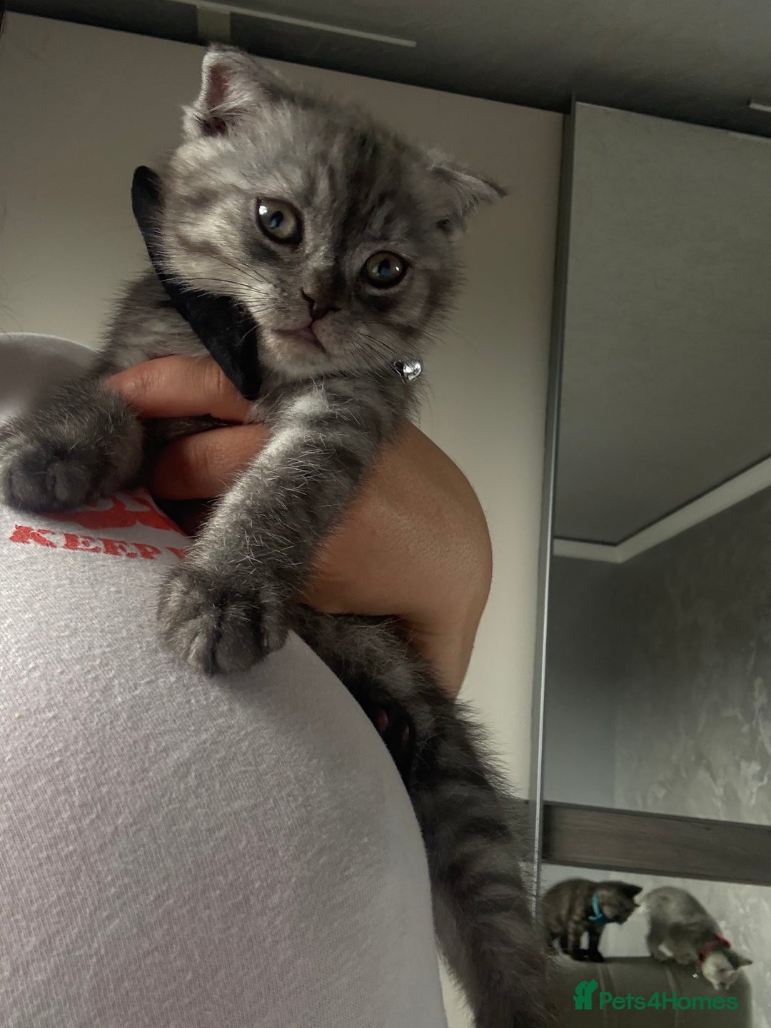 Scottish Fold cats for sale: Scottish fold kittens ready to find new homes - Image 10