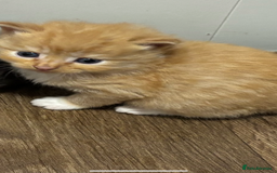 Mixed Breed cats for sale: Kittens  - Image 7