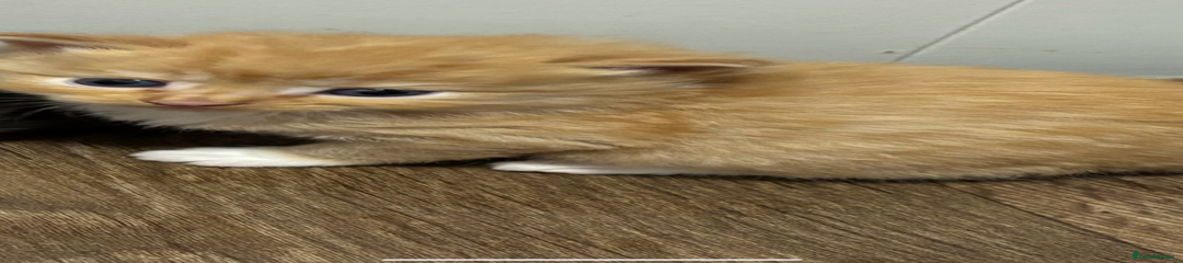 Mixed Breed Kitten 1