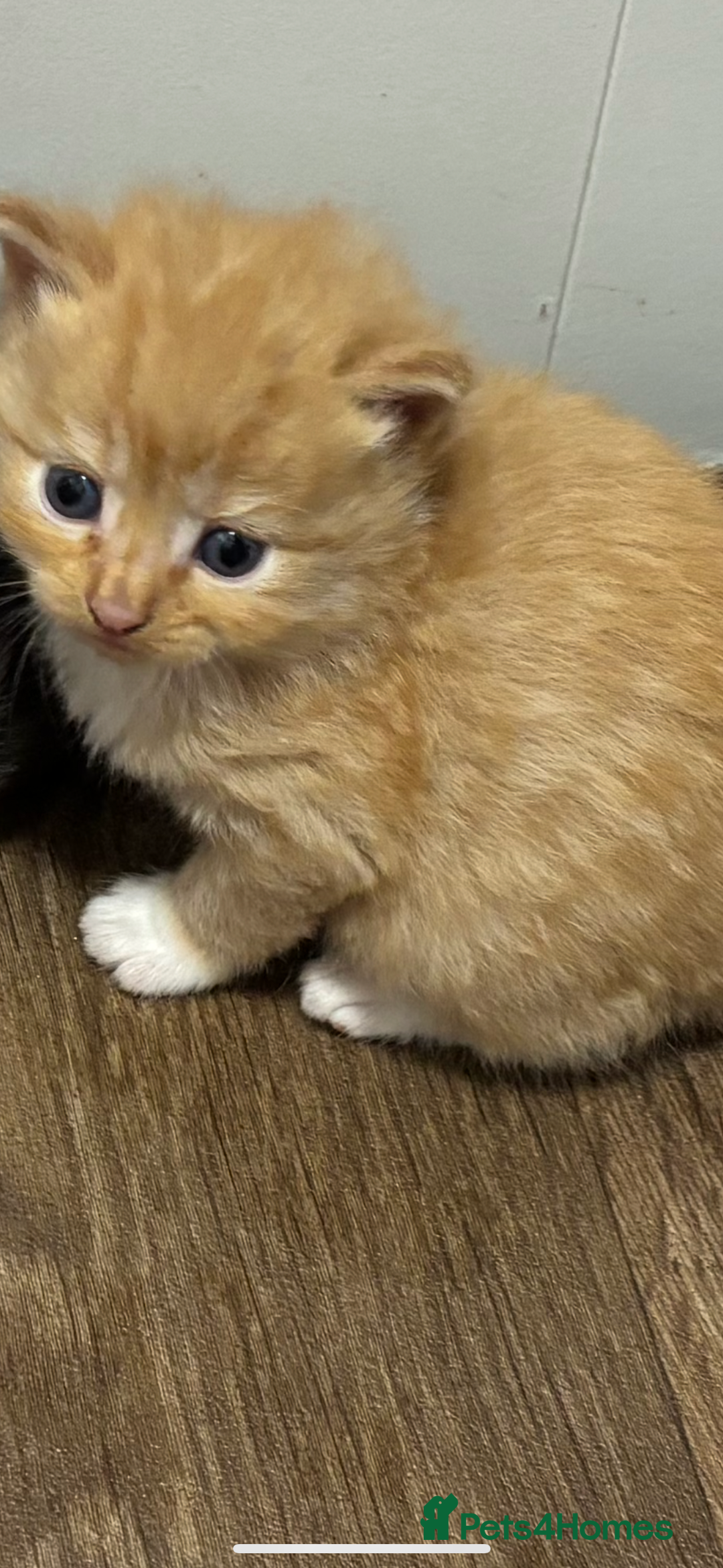 Mixed Breed cats for sale: Kittens  - Image 7