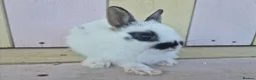 Netherland Dwarf rabbits for sale: 💜 PRETTIEST COLOURED NETHERLAND DWARF BABIES 💜 - Advert 23