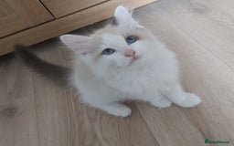 Ragdoll cats for sale: RAGDOLLS BOYS BICOLOUR VACCINATED MICROCHIPED  - Image 8