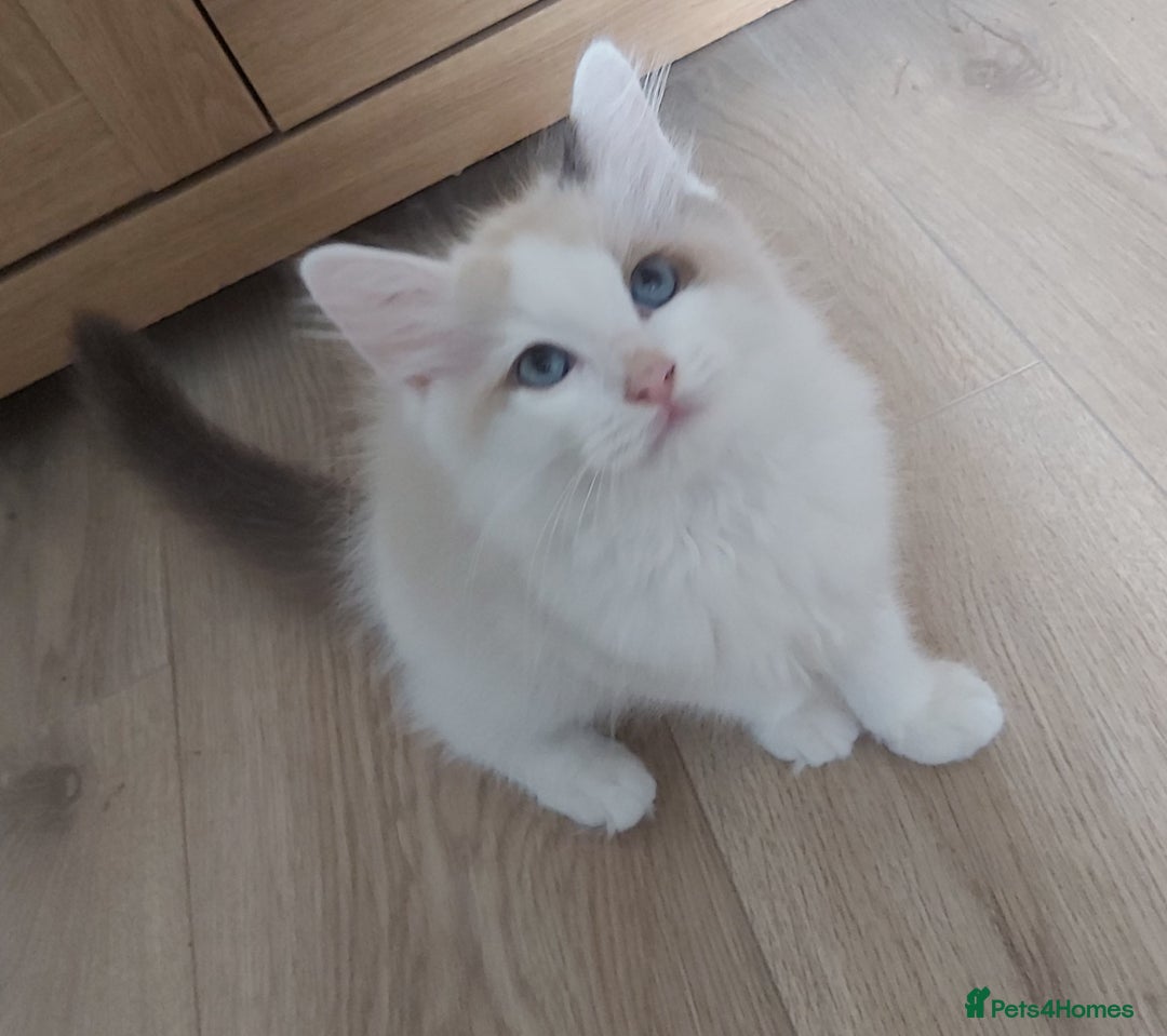 Ragdoll cats for sale: RAGDOLLS BOYS BICOLOUR VACCINATED MICROCHIPED  - Image 8