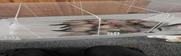 Ferret rodents for sale: Ferret kits for sale both jill and hobs 3 litters in Accrington - Advert 5