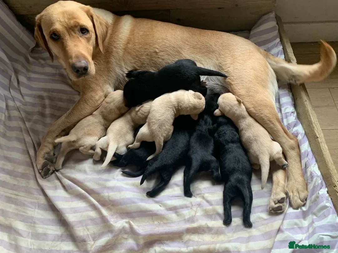 Labrador Retriever dogs for sale: Ready to leave now KC Labrador puppies  - Image 5