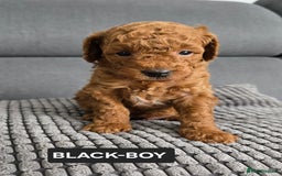 Toy Poodle dogs for sale: STUNNING RED TOY POODLE 🤩🐶 - Image 27