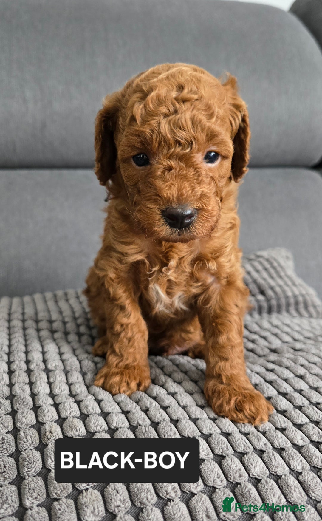 Toy Poodle dogs for sale: STUNNING RED TOY POODLE 🤩🐶 - Image 27