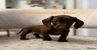 Miniature Dachshund dogs - Advert 15