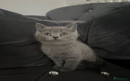 British Shorthair cats for sale: British short hair boy - Image 3