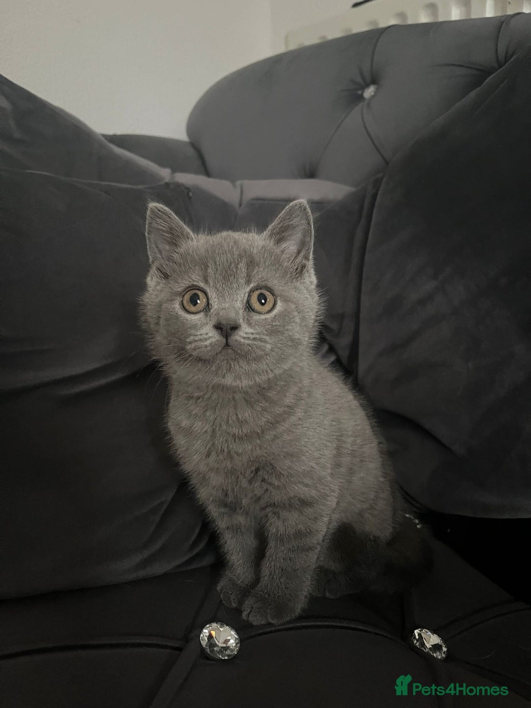 British Shorthair cats for sale: British short hair boy - Image 3