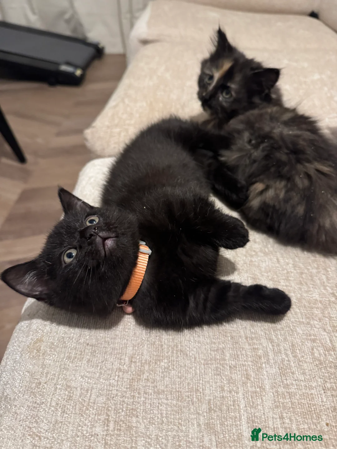 Munchkin cats for sale: 💎 RARE 💎 STANDARD MUNCHKINS READY TO LEAVE NOW  - Advert 26