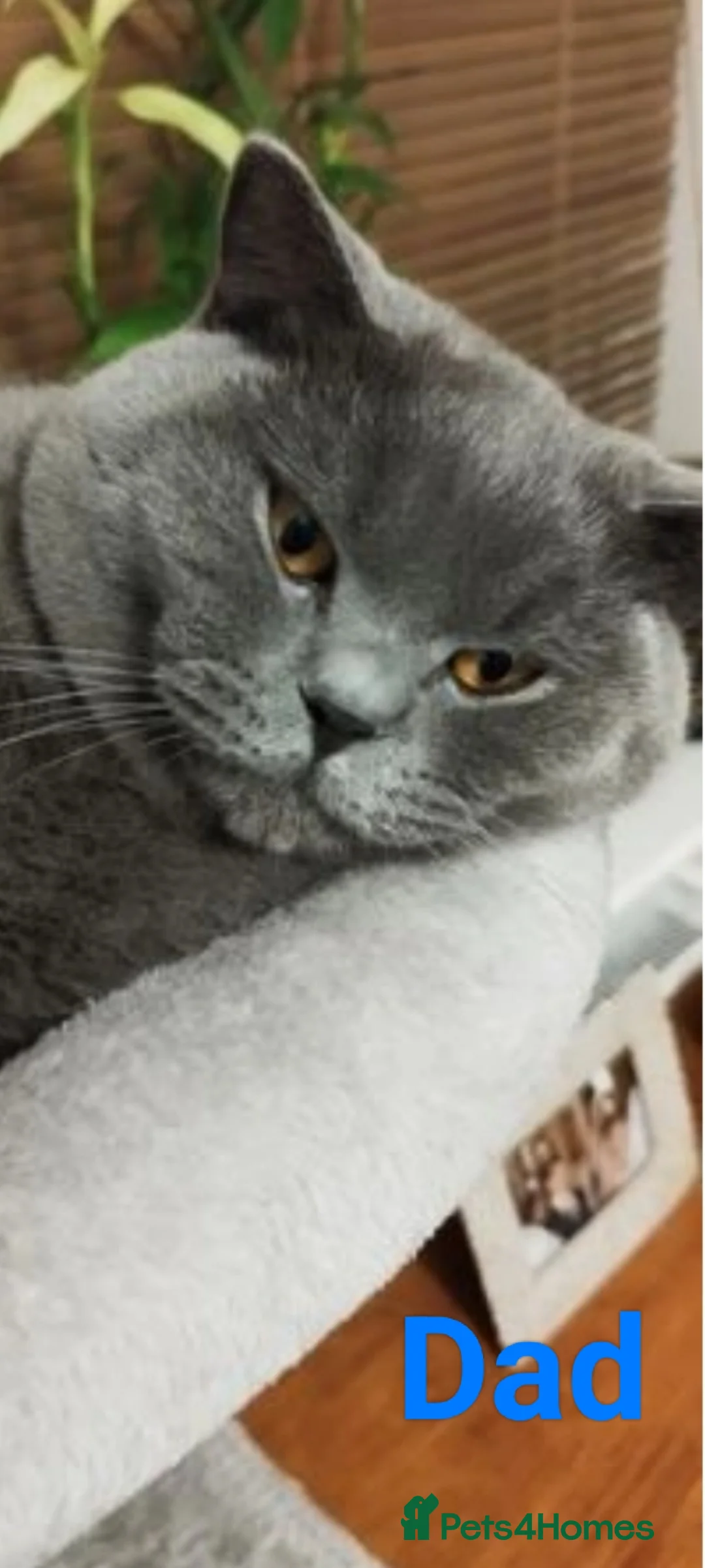 British Shorthair cats for sale: Beautiful British short hair kittens  - Advert 8