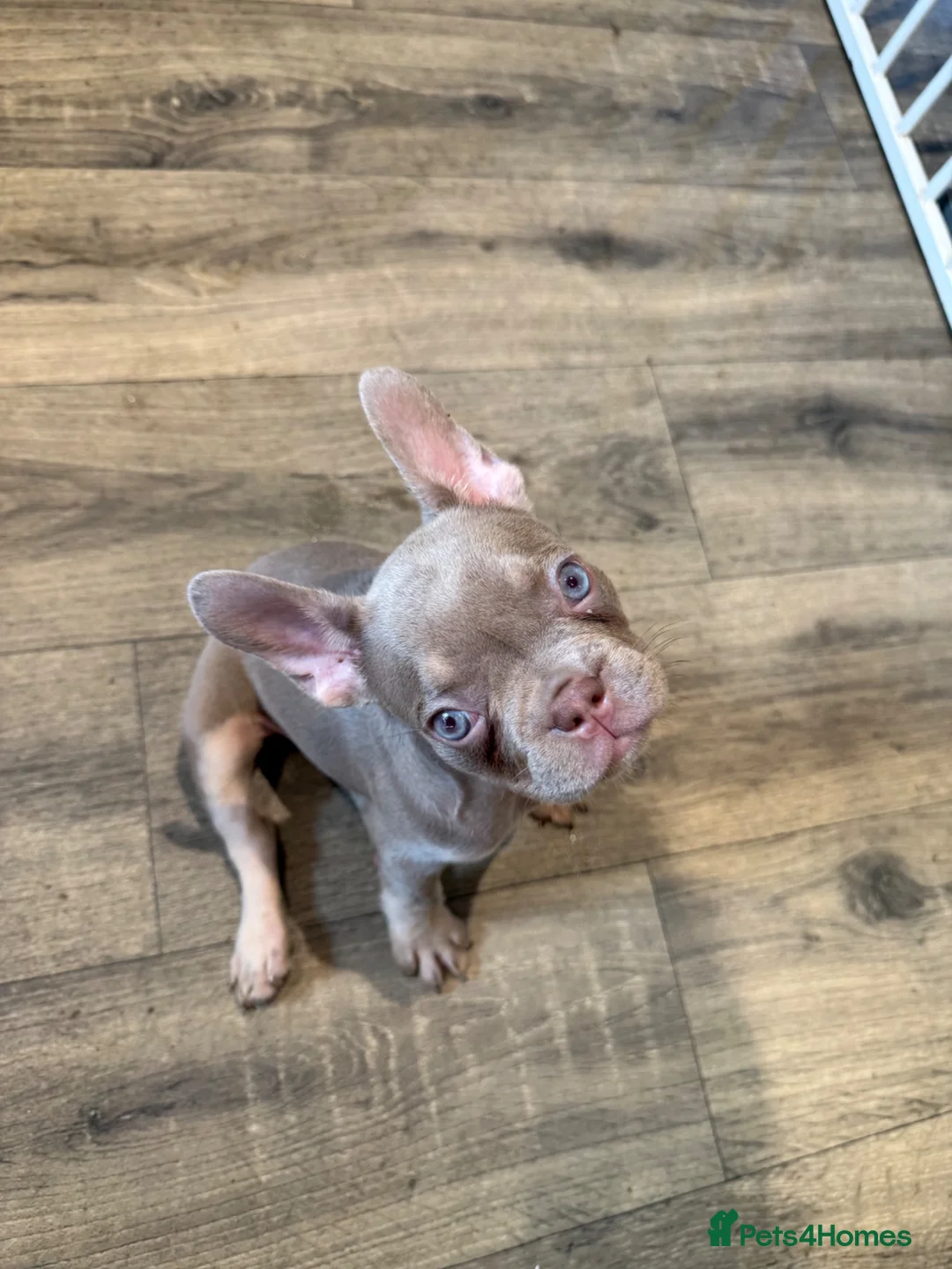 French Bulldog dogs for sale: *2 Luxury French Bulldogs Available🐾* - Advert 2