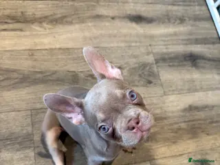 French Bulldog dogs *ONLY 1 Luxury French Bulldog Left🐾* - Advert 1