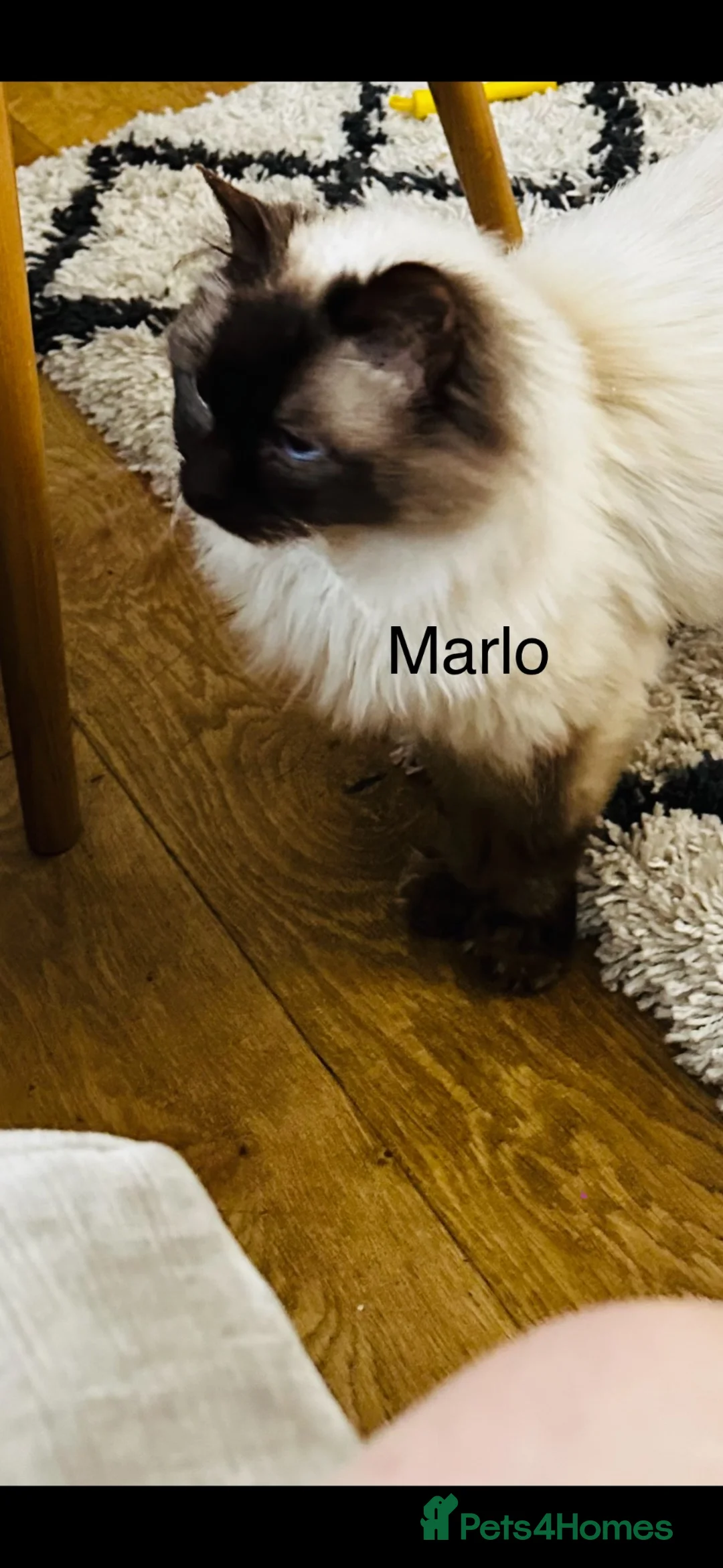 Ragdoll cats for sale: ❄️GCCF waiting list open for winter babies❄️ - Advert 14