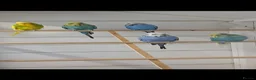 Budgerigars birds for sale: Adult budgies ready now !!!! Don't miss out  in Colchester - Advert 4