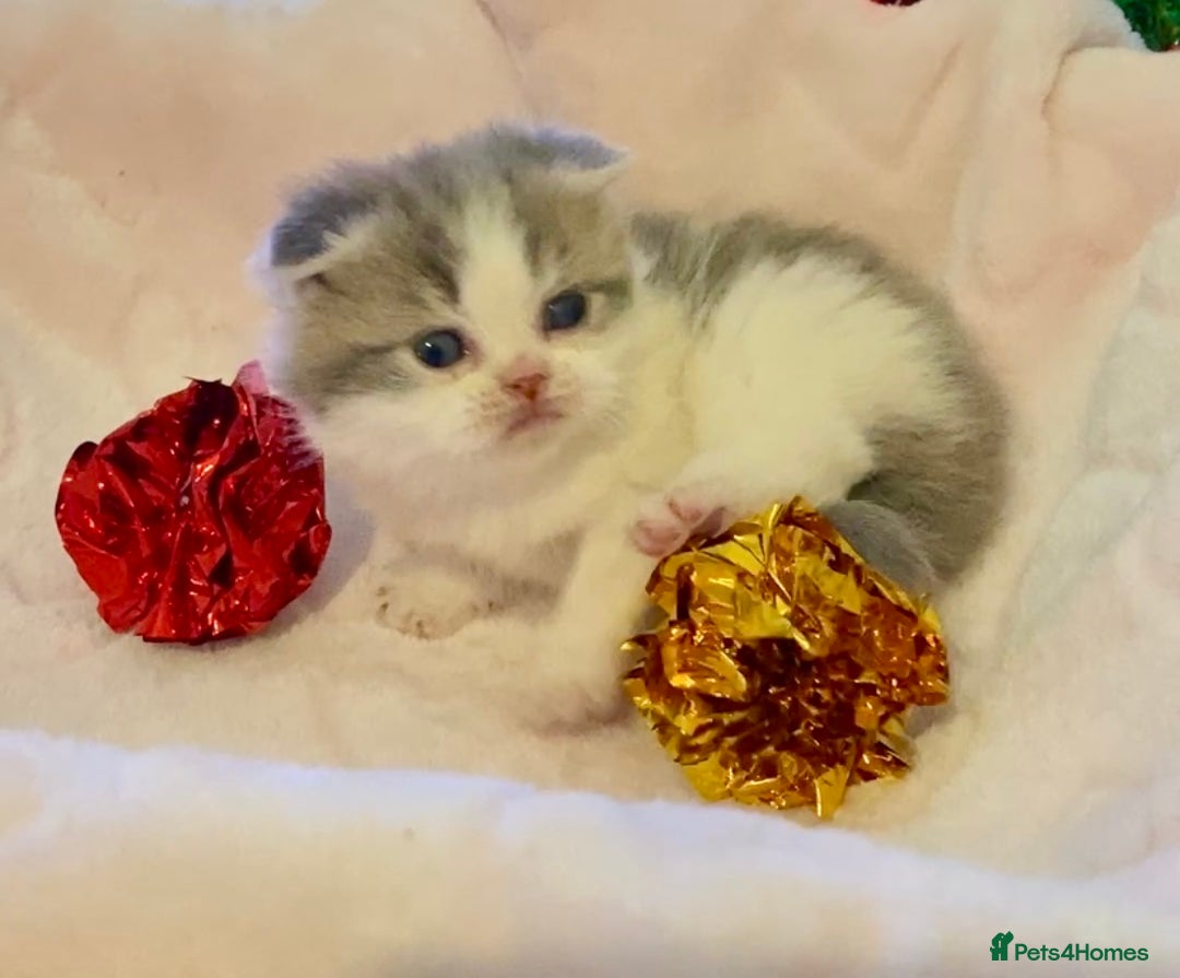 Scottish Fold cats for sale: 🧸😻ABSOLUTELY BEAUTIFUL TICA SCOTTISH/BSH😻🧸 - Advert 14