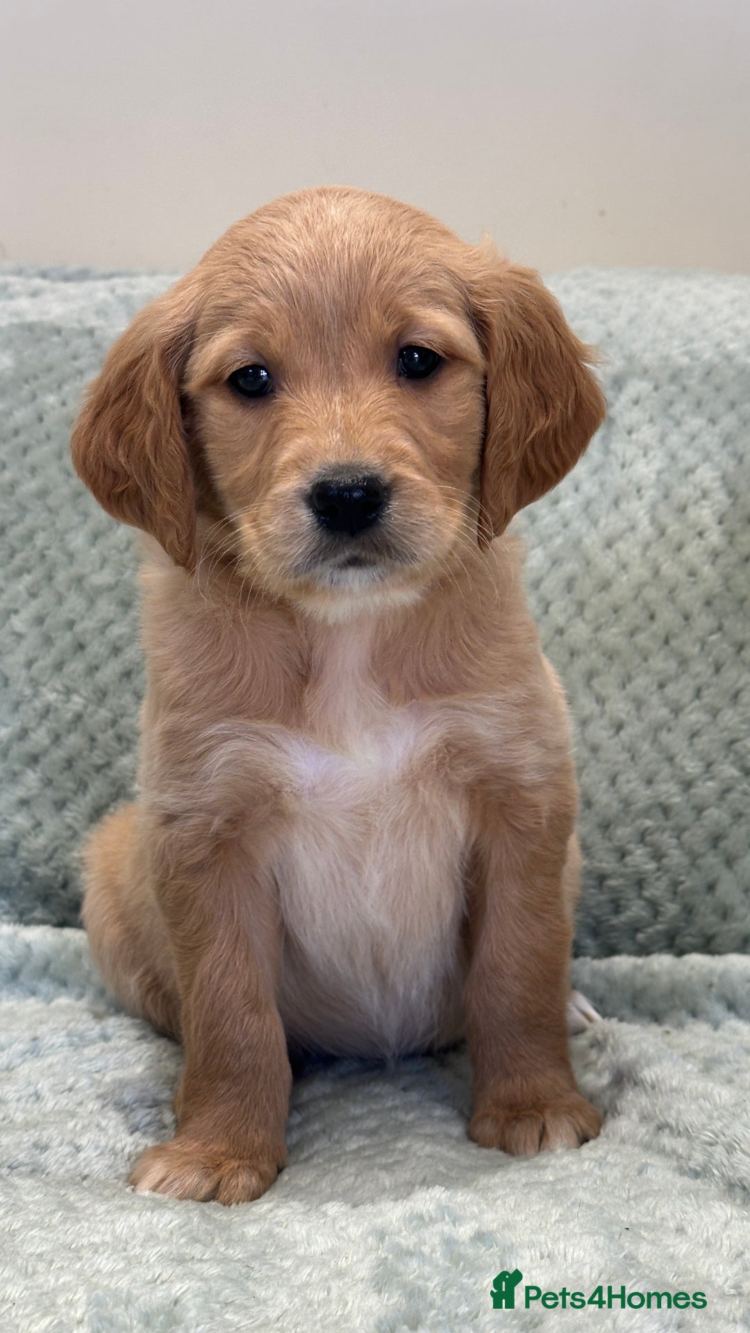 Golden Retriever dogs for sale: Quality litter of KC reg Golden Retriever Puppies  - Advert 17