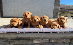 Labrador Retriever dogs for sale: KC REG HEALTH TESTED fox red puppies for sale ⭐️  - Image 7