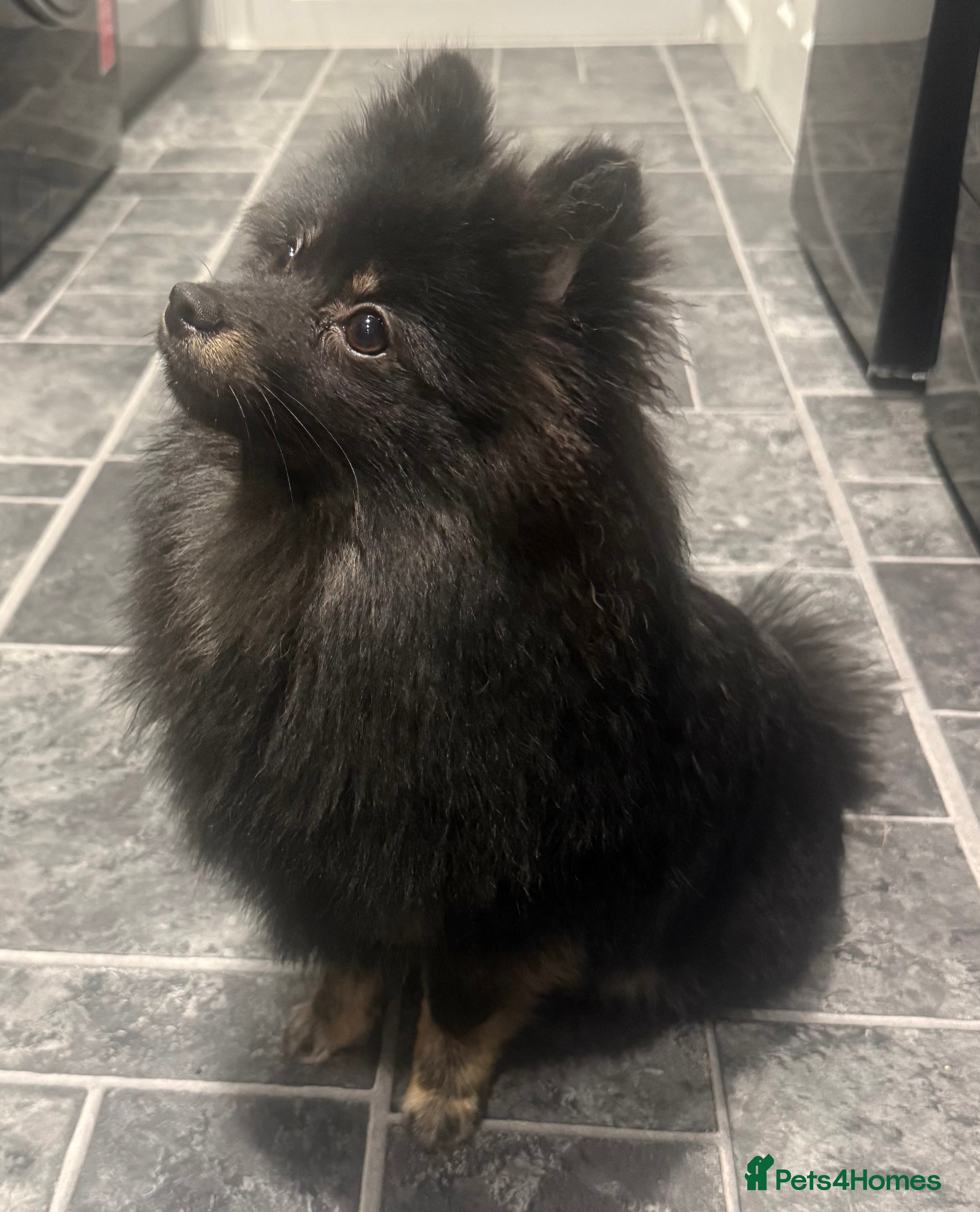 Pomeranian dogs  Pomeranian girl - Advert 1