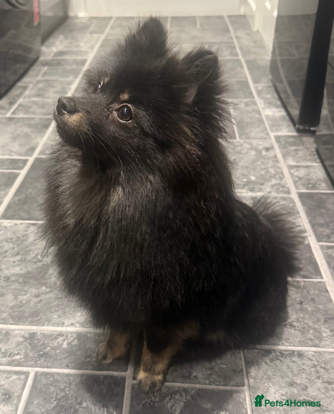 Pomeranian dogs for sale:  Pomeranian girl - Advert 1