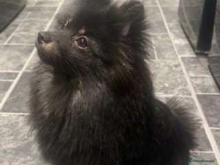 Pomeranian dogs Pomeranian girl - Advert 1