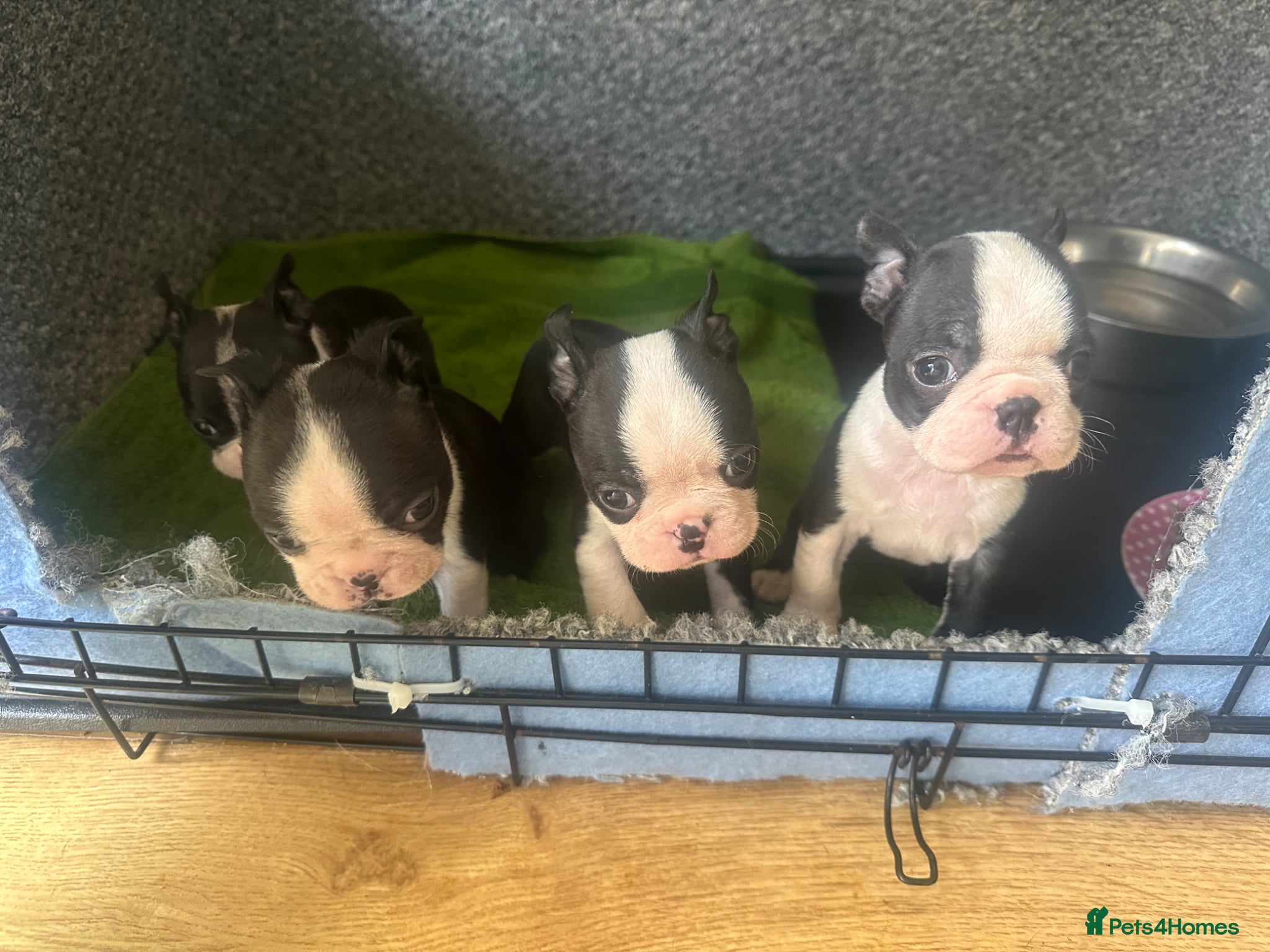 Boston Terrier dogs Kc reg Stunning full collar Boston terriers  - Advert 6