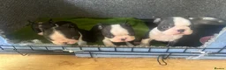 Boston Terrier dogs for sale: Kc reg Stunning full collar Boston terriers  - Advert 24