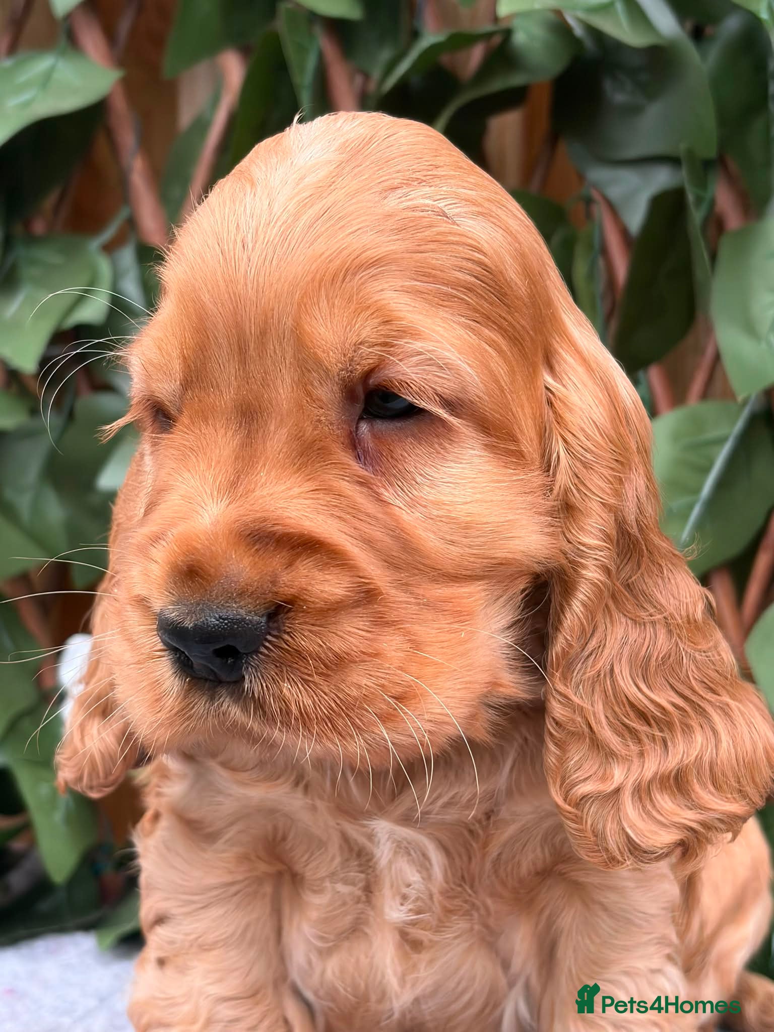 Cocker Spaniel dogs show quality gold boy and black boy - Advert 5