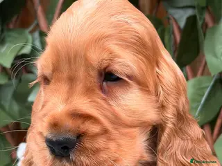 Cocker Spaniel dogs show quality gold boy and black boy - Advert 5