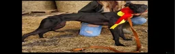 Lurcher dogs for sale: Lurcher pups  - Advert 1