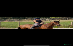 Irish Sports horses for sale: big beautiful bay 🥰 - Image 13
