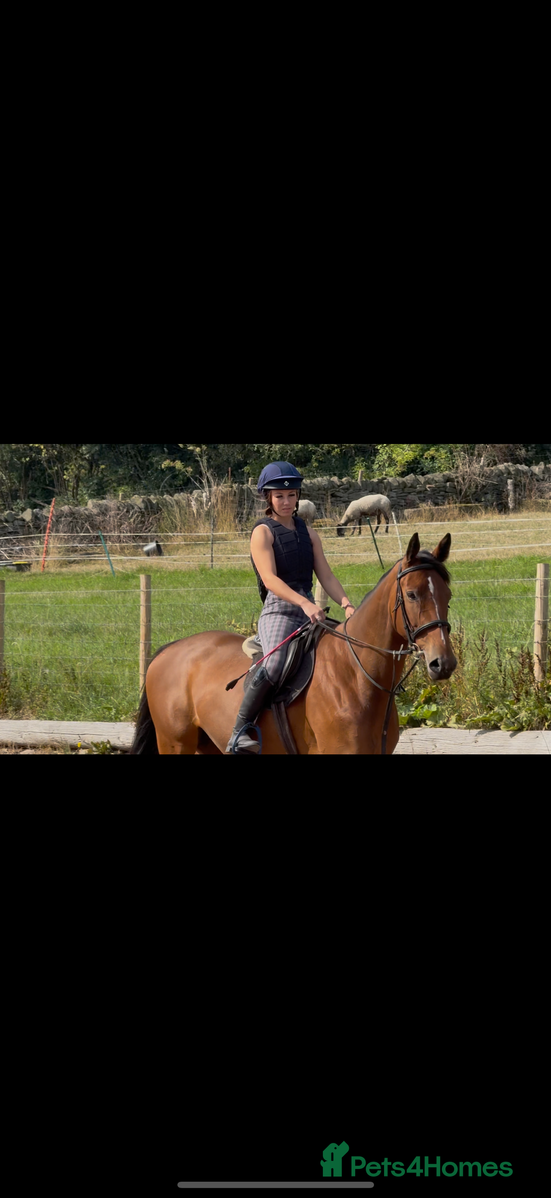 Irish Sports horses for sale: big beautiful bay 🥰 - Image 13