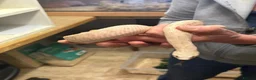Snake reptiles for sale: Ten x Hog Nose Snakes Various Colour Morphs  in Swaffham - Advert 4