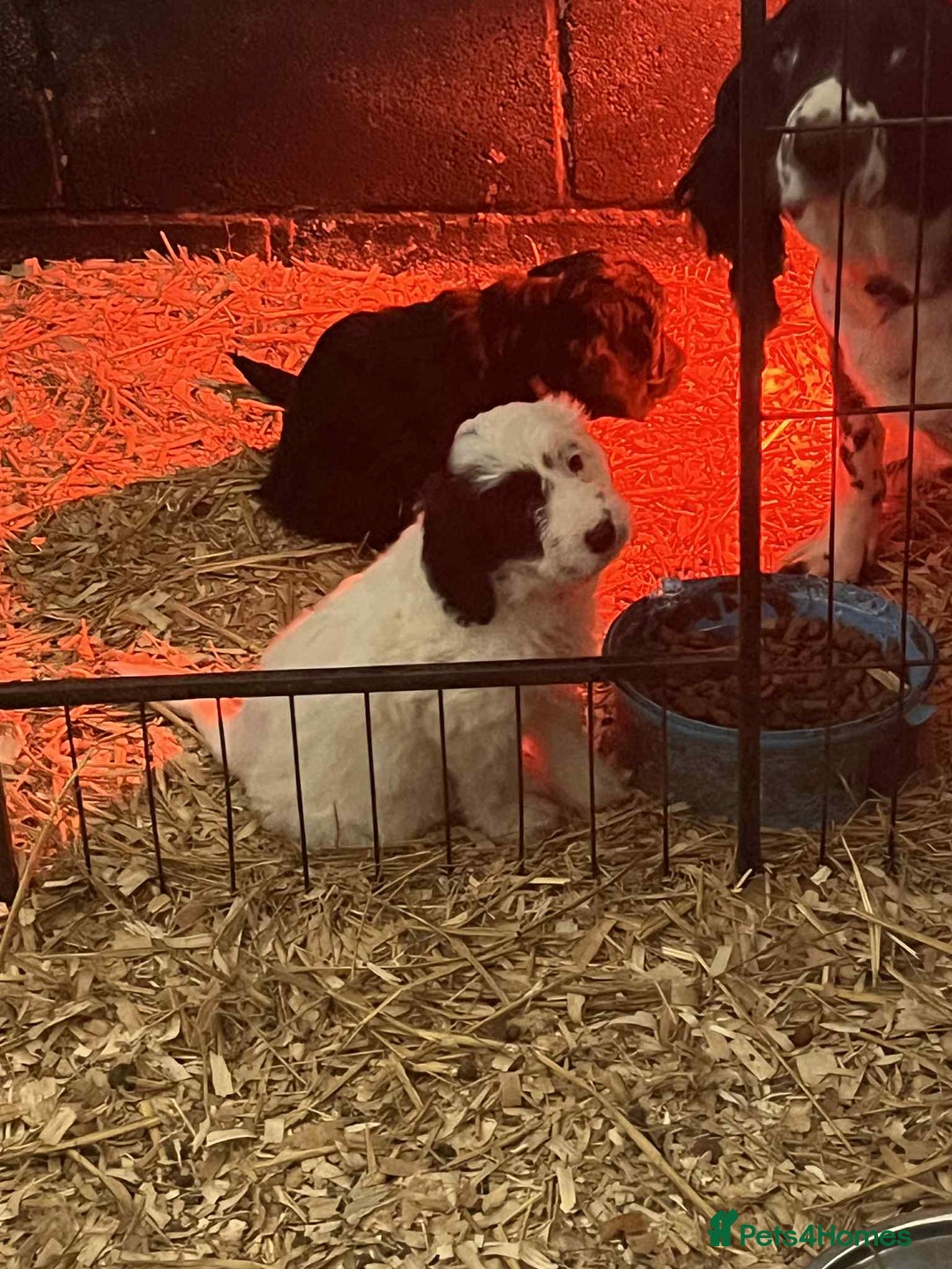 Mixed Breed dogs for sale: Sproodles / sprokapoo - Advert 7