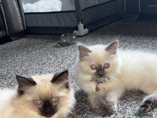 Ragdoll cats - Advert 5