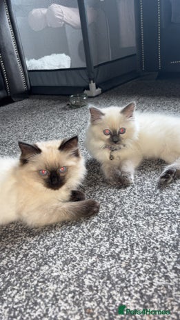 Ragdoll cats - Advert 10