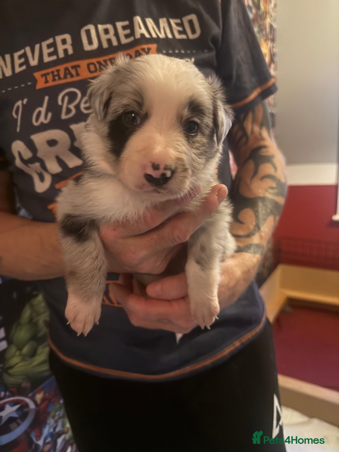 Border Collie dogs for sale: Beautiful border collie pups - Advert 2
