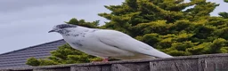 Pigeons birds for sale: White tumbler pigeons  - Advert 12