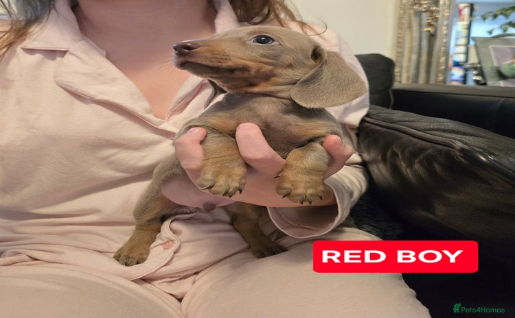 Miniature Dachshund dogs - Advert 12