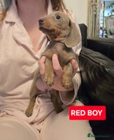 Miniature Dachshund dogs (LAST PUP lEFT CHESPEST KC PUPS ONLINE) - Advert 2