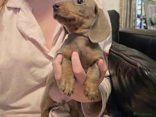 Miniature Dachshund dogs - Advert 30