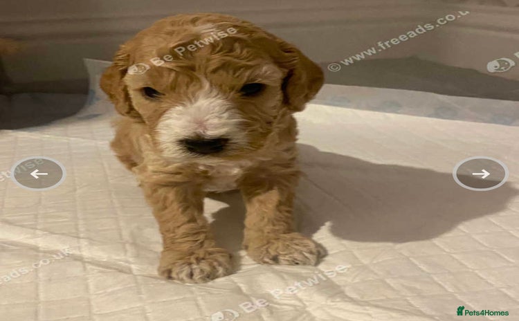 Cockapoo dogs - Advert 15
