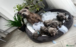 Staffordshire Bull Terrier dogs for sale: 🔷 Pharaon Champion Line Pups 🔷 in Wolverhampton - Image 4